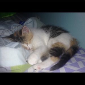 Meet your Posher, Ana